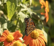 2018 09 16 Minnhaha 008